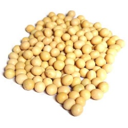 Fermented Soybean Powder